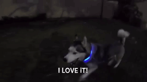 GlowPath USB LED Dog Collar